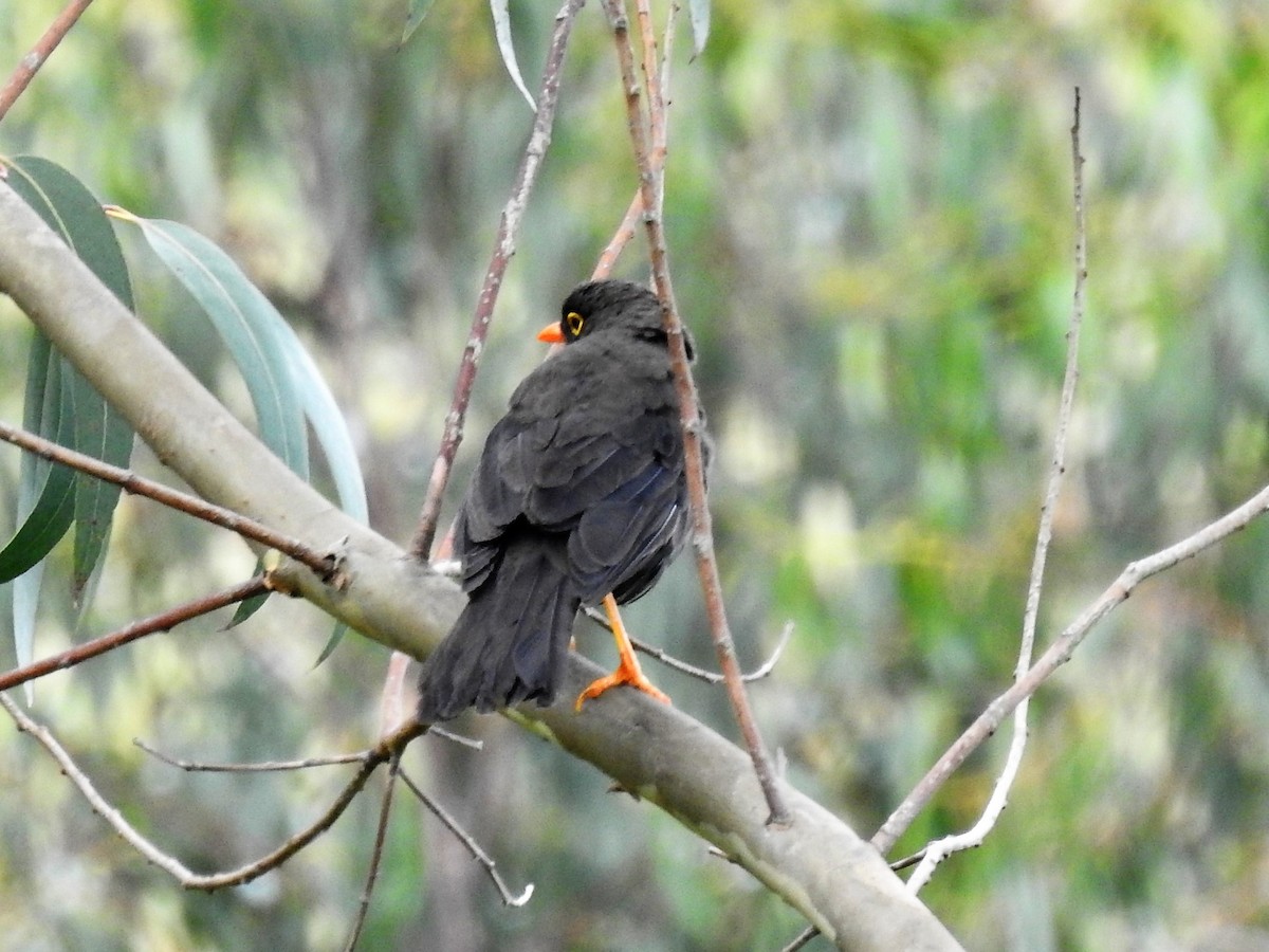 Great Thrush - ML149313631