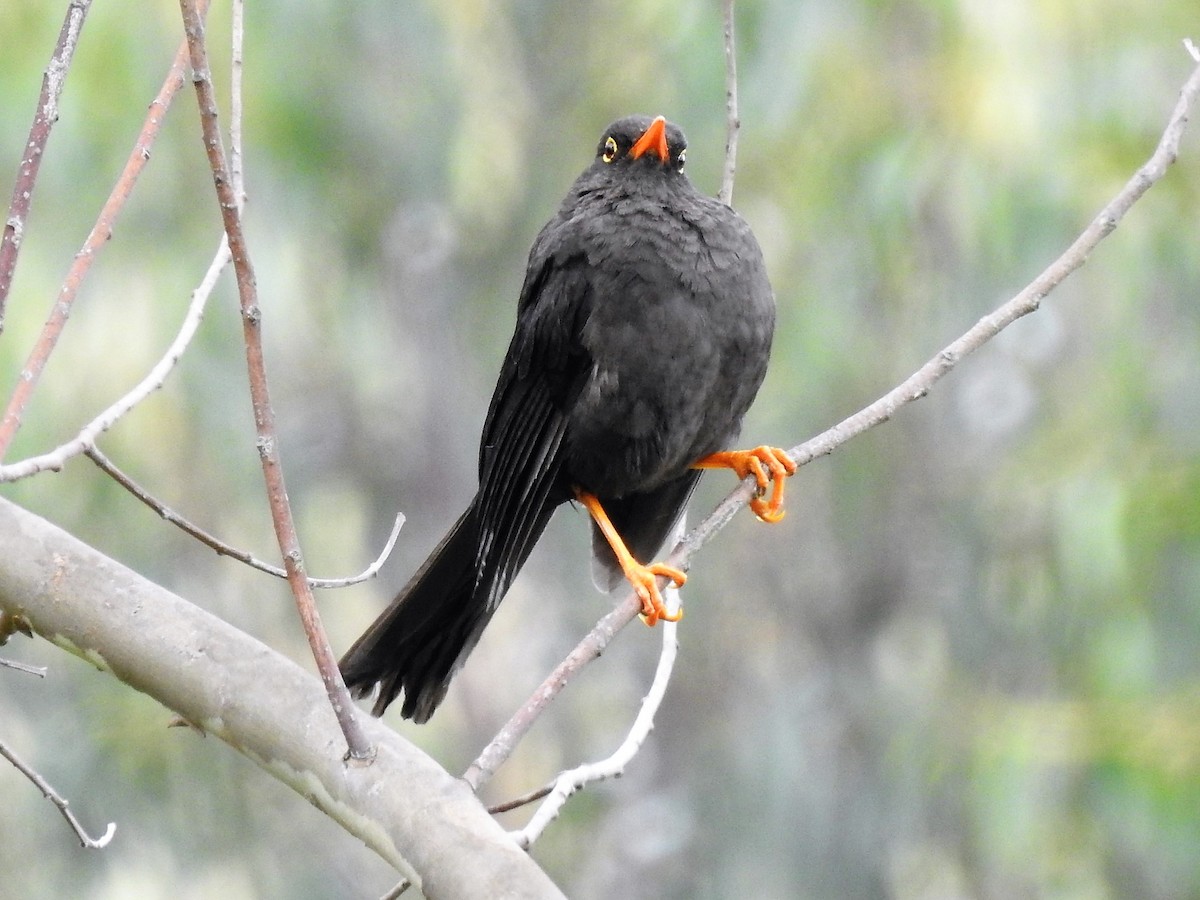 Great Thrush - ML149313641