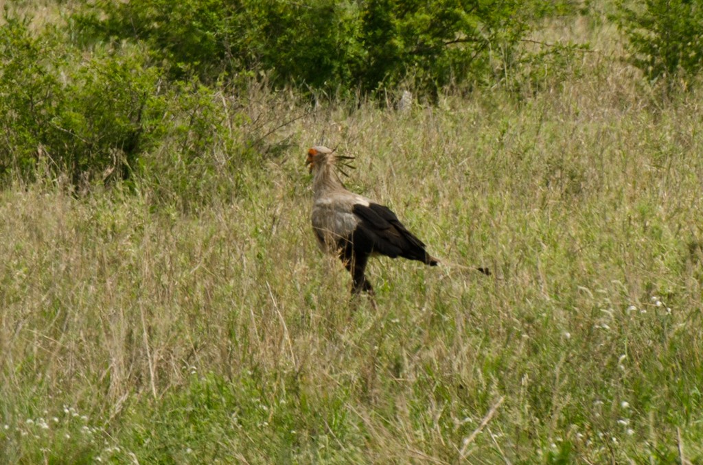 Secretarybird - ML149316621