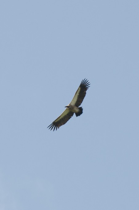 White-backed Vulture - ML149316651