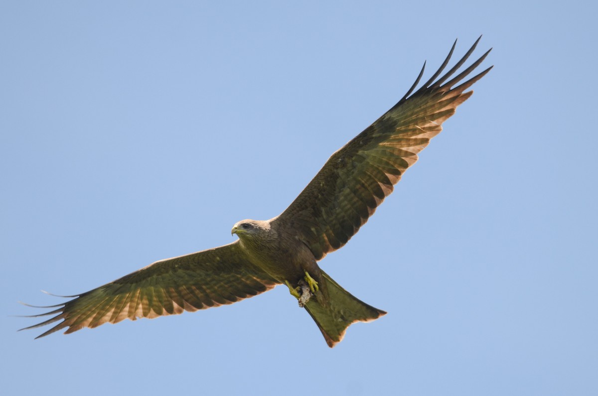 Black Kite (Yellow-billed) - ML149316681