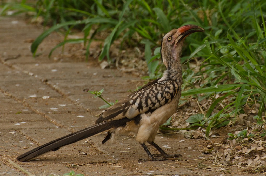 Southern Red-billed Hornbill - ML149316881