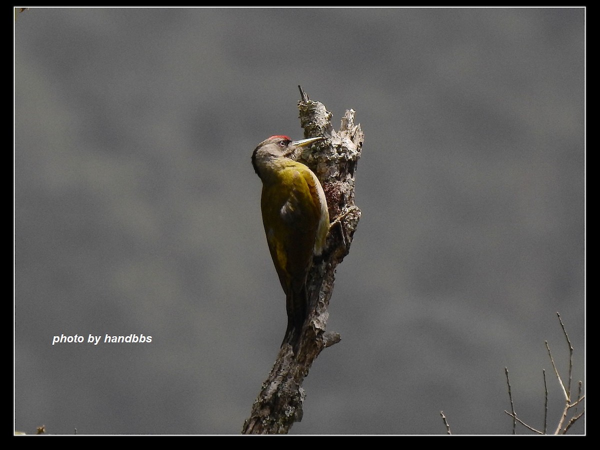 Gray-headed Woodpecker - ML149317121