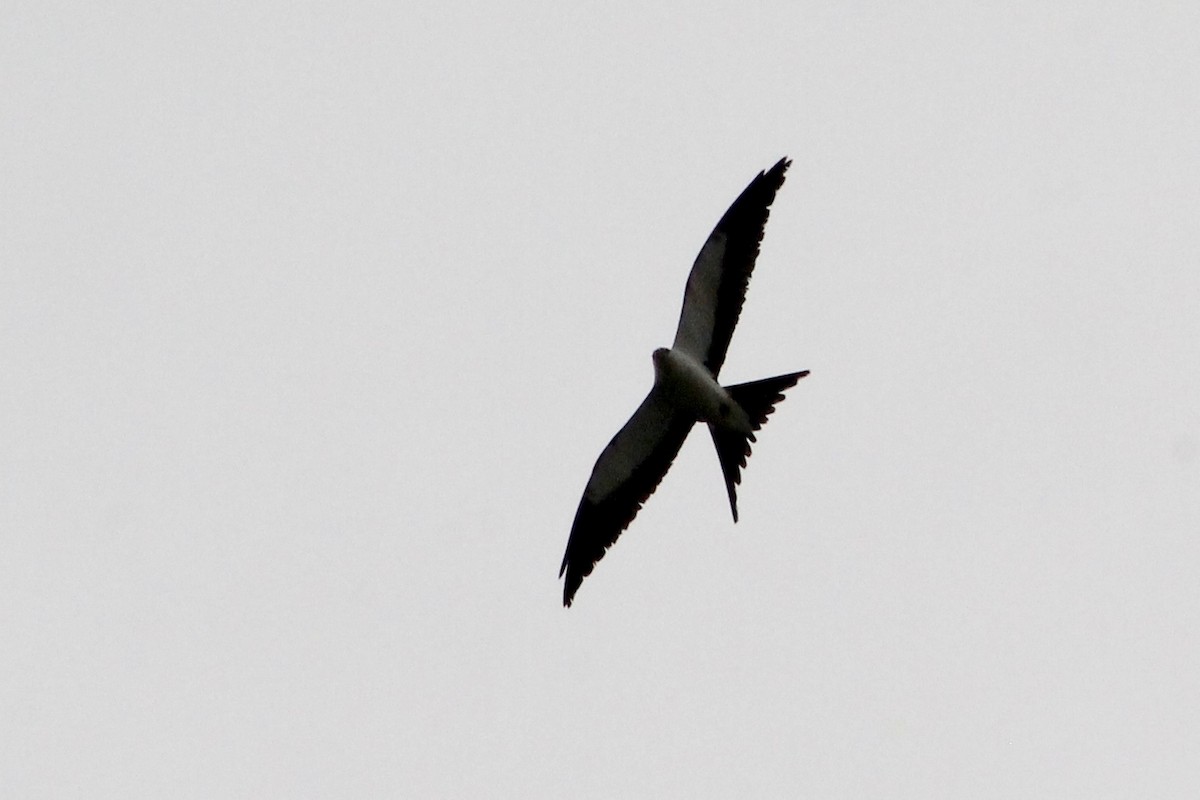 Swallow-tailed Kite - ML149318121
