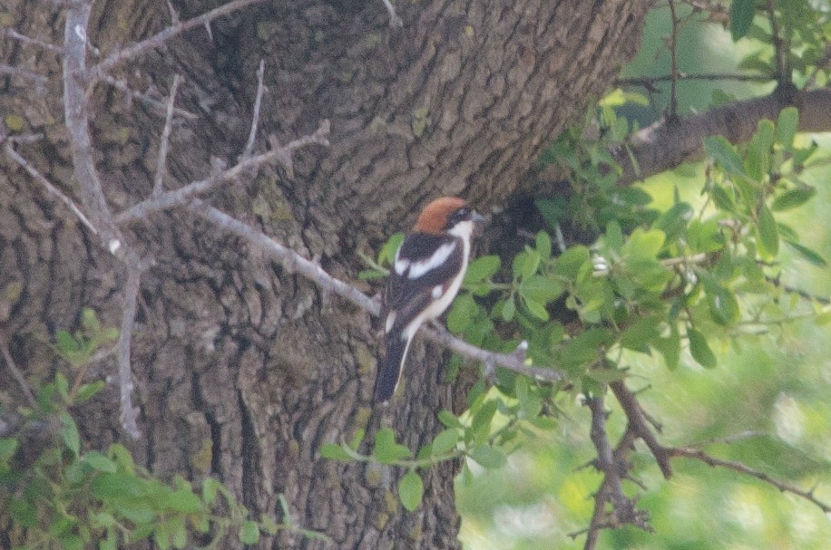 Woodchat Shrike - ML149318441