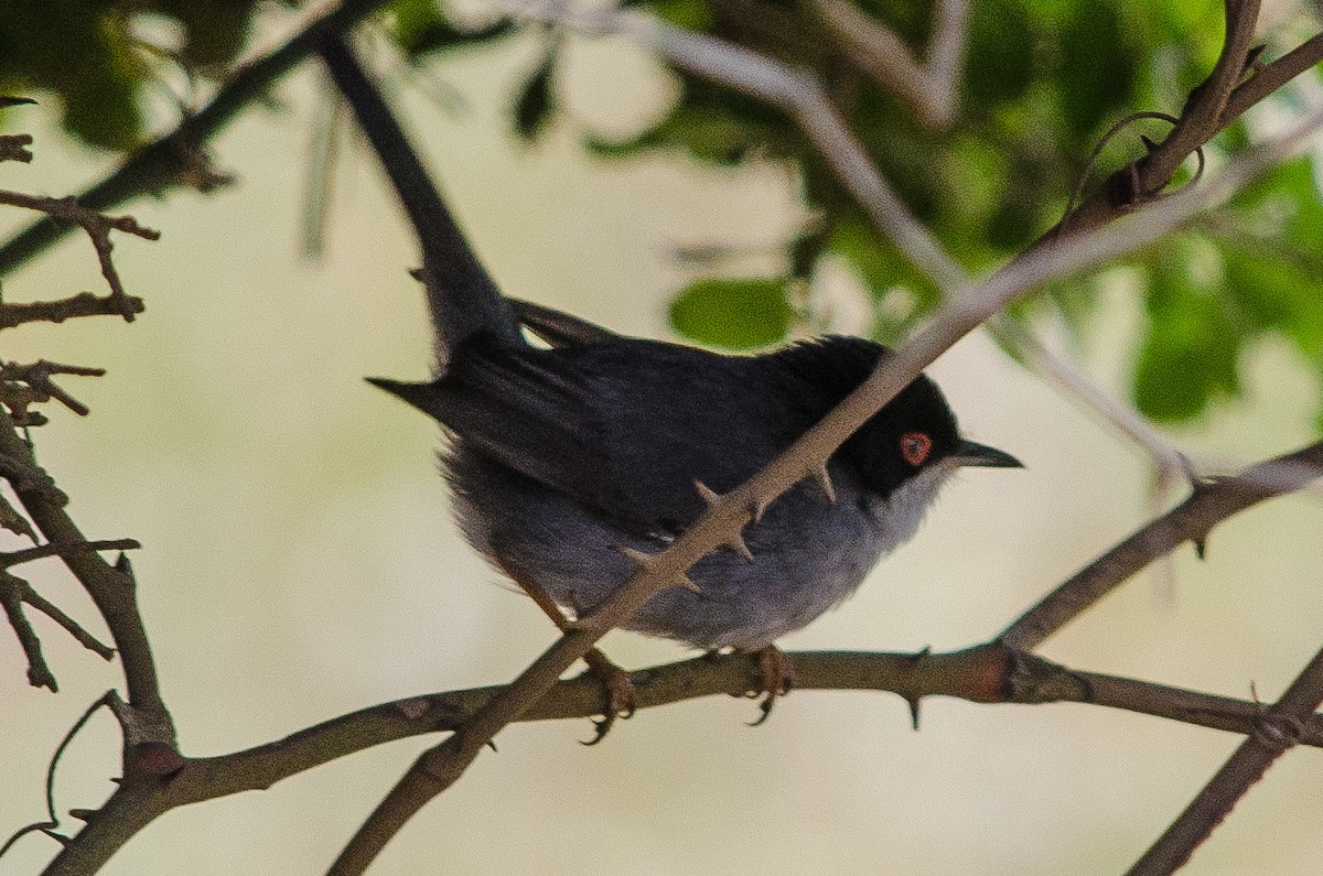 Sardinian Warbler - ML149318471