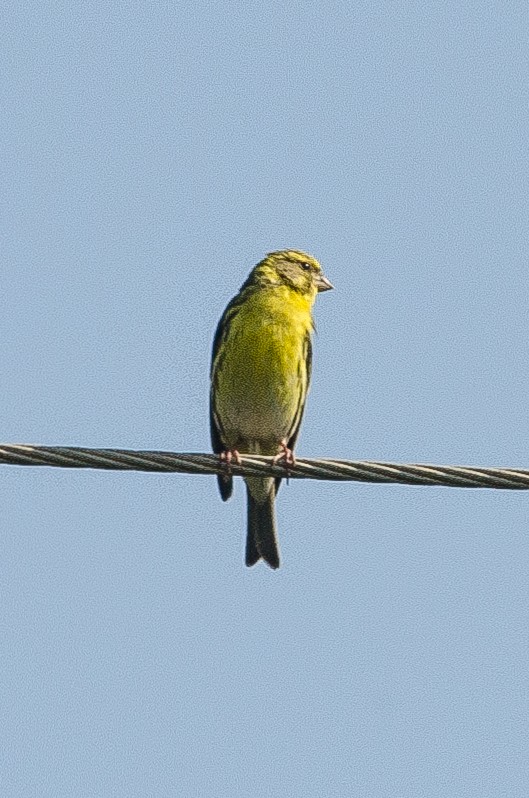 European Serin - ML149318521