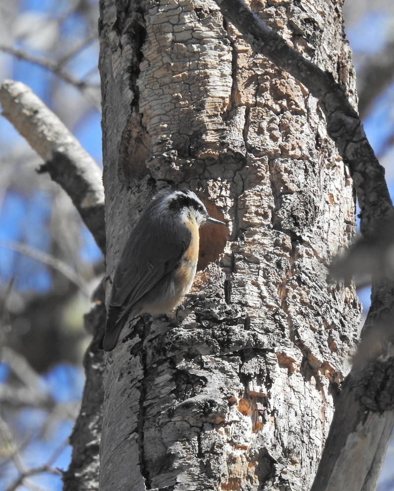 Red-breasted Nuthatch - Jean Guy Chouinard