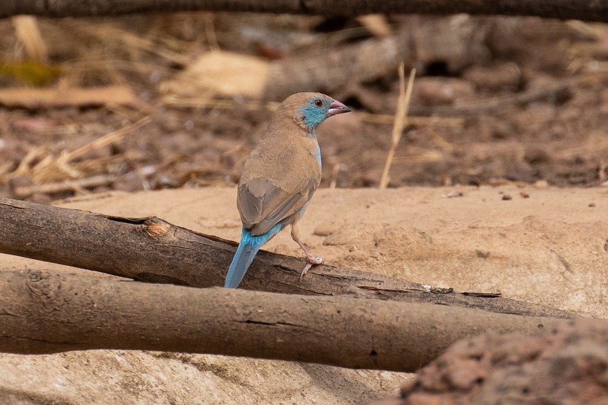 Red-cheeked Cordonbleu - James Kennerley