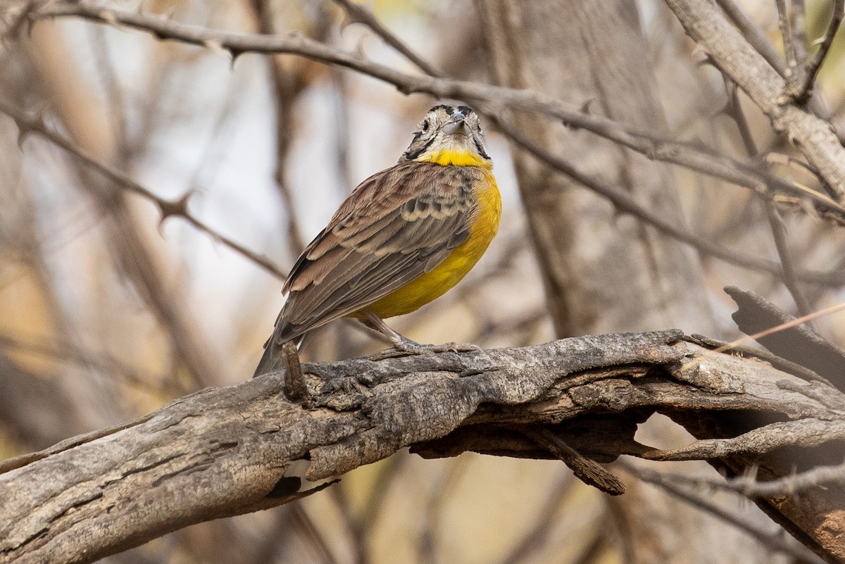 Brown-rumped Bunting - James Kennerley