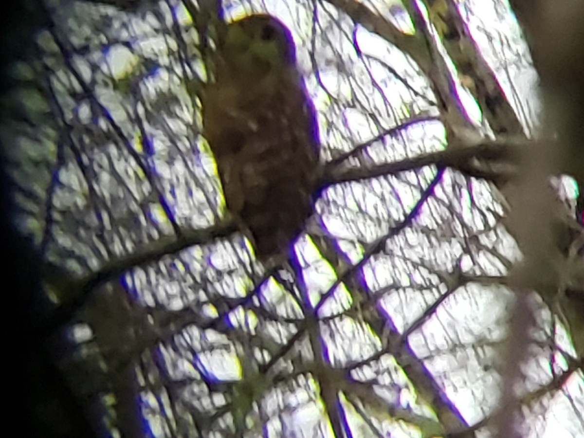Barred Owl - ML149321841