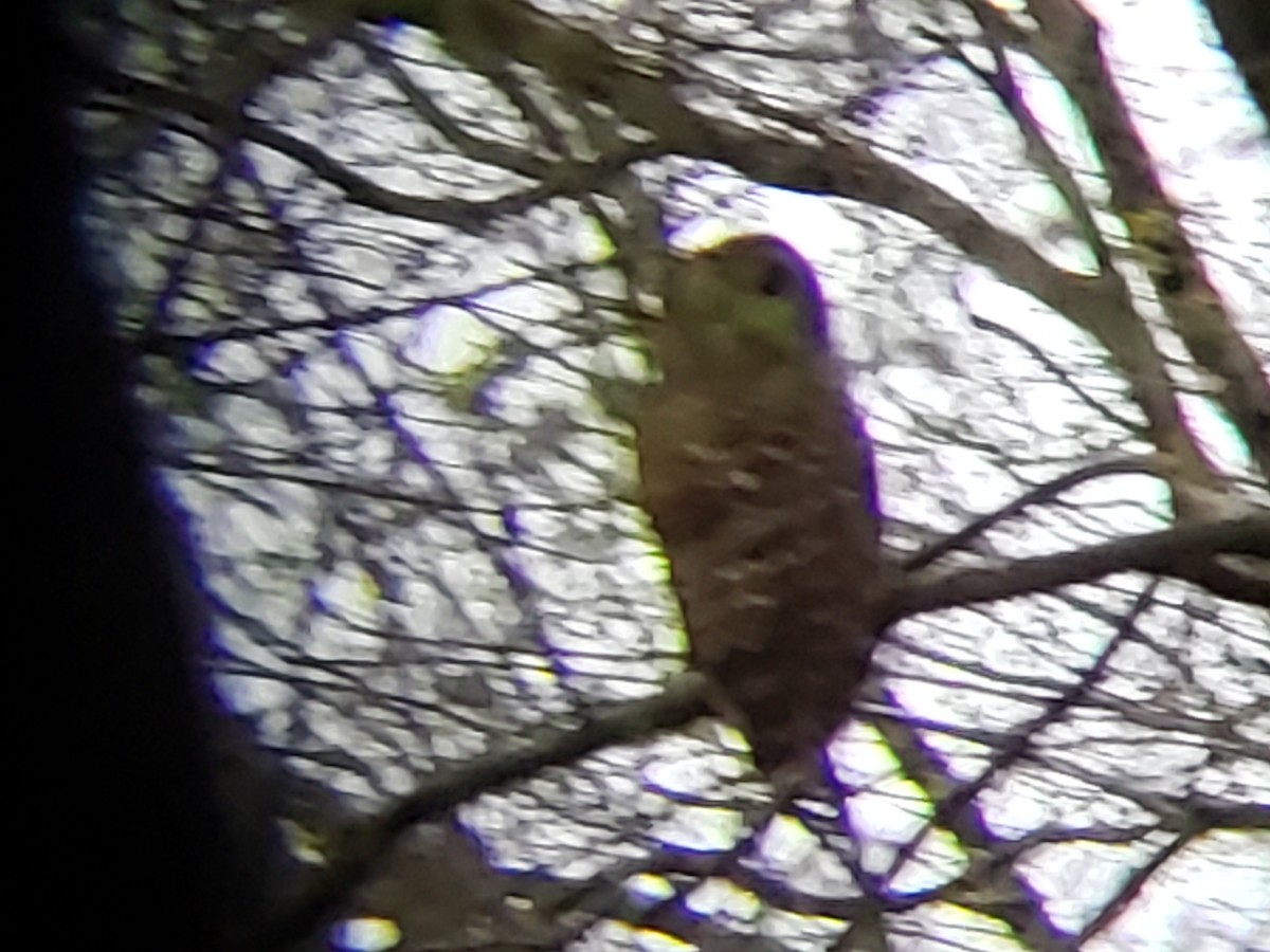 Barred Owl - ML149321851