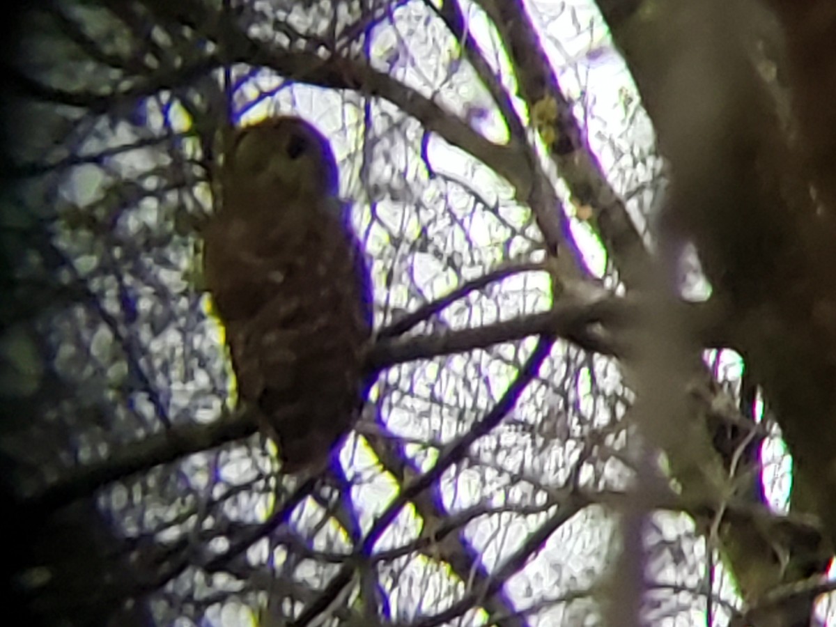 Barred Owl - ML149321861