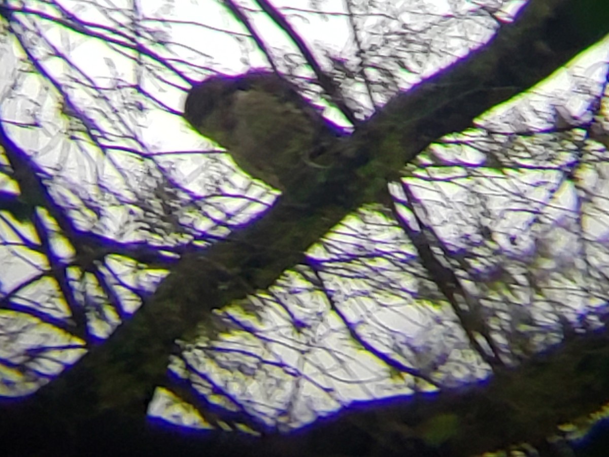 Barred Owl - ML149321871