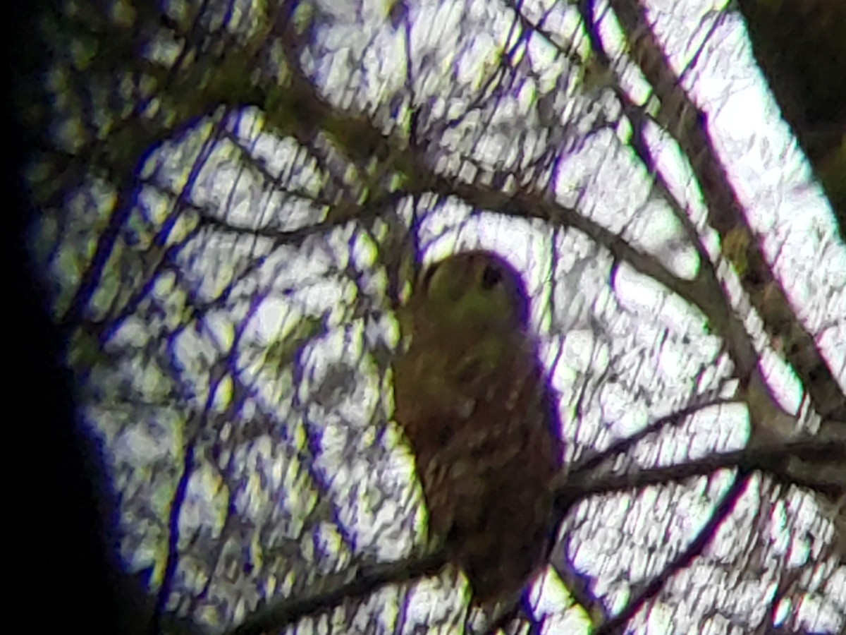 Barred Owl - ML149321911