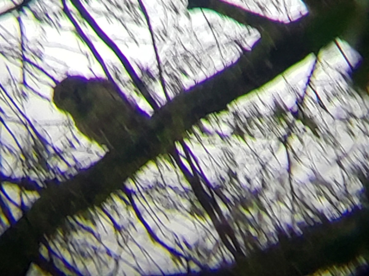 Barred Owl - ML149321921
