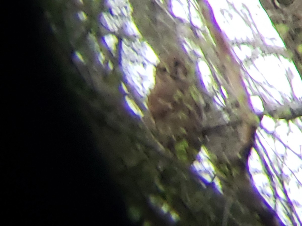 Barred Owl - ML149321941