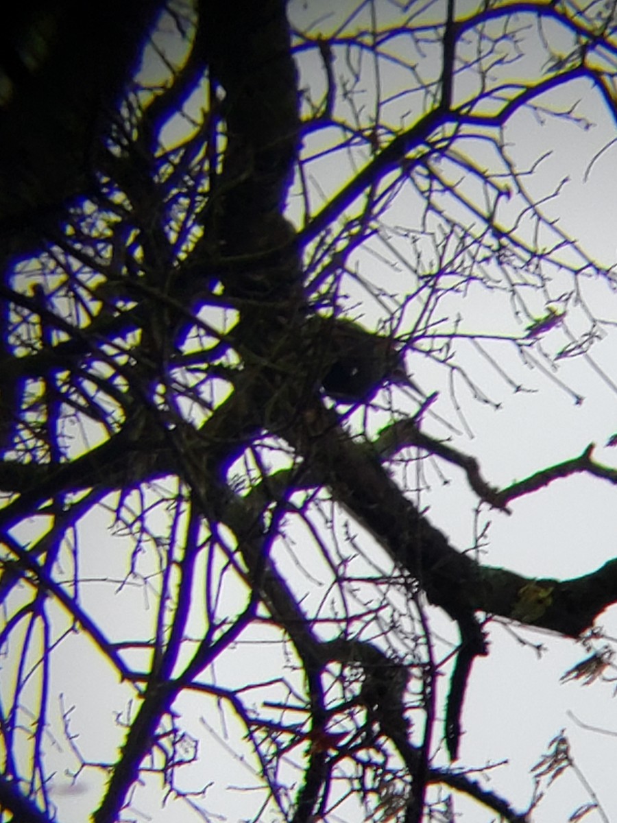 Barred Owl - ML149321961