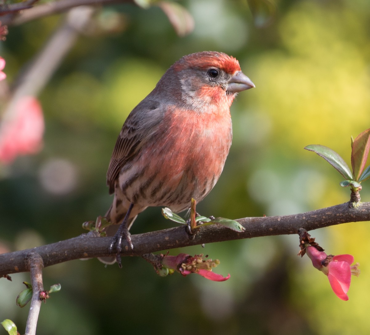 House Finch - ML149322171