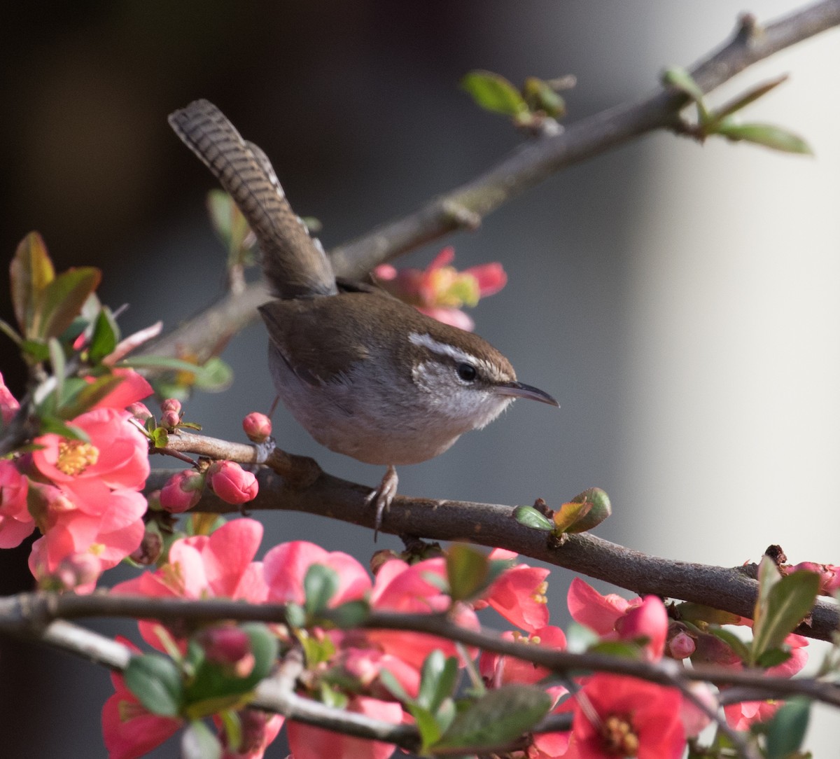 Bewick's Wren - ML149322281