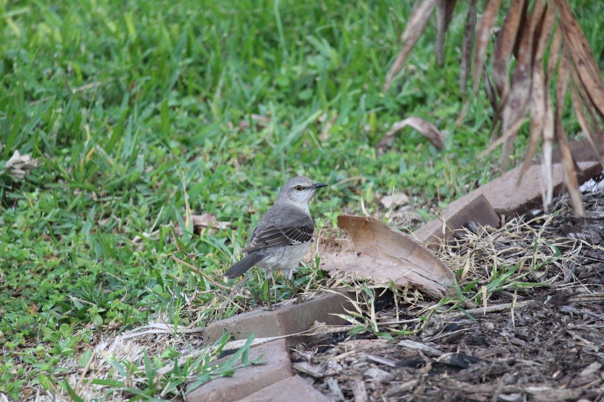 Northern Mockingbird - ML149322291