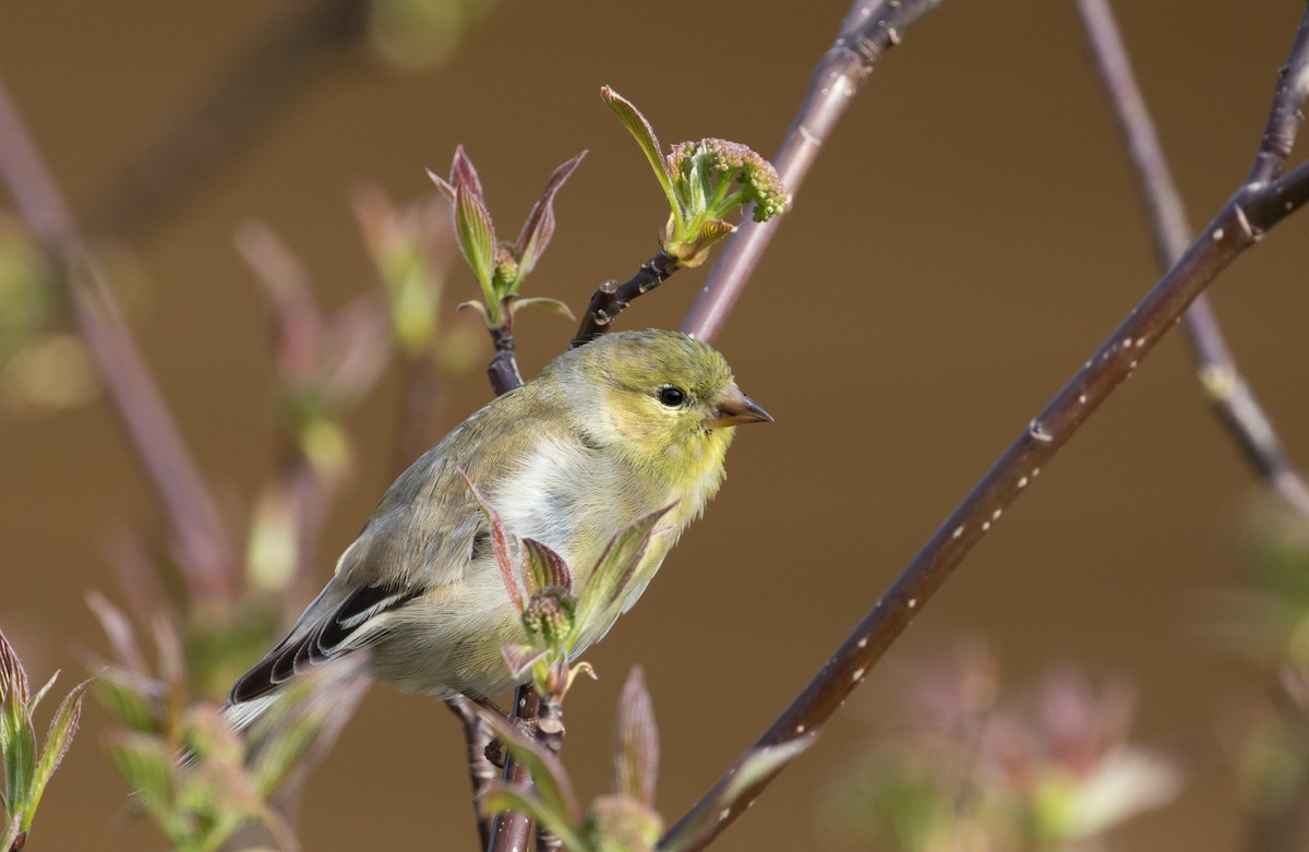 American Goldfinch - ML149322331