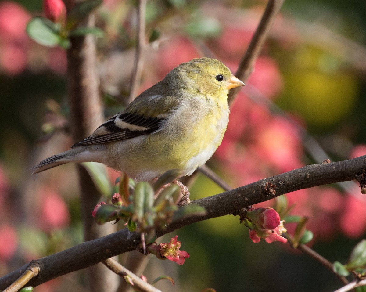 American Goldfinch - ML149322361