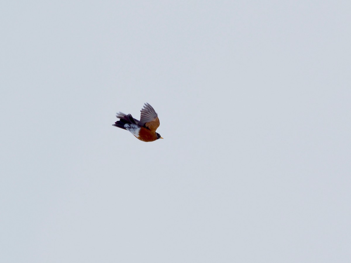 American Robin - ML149323201