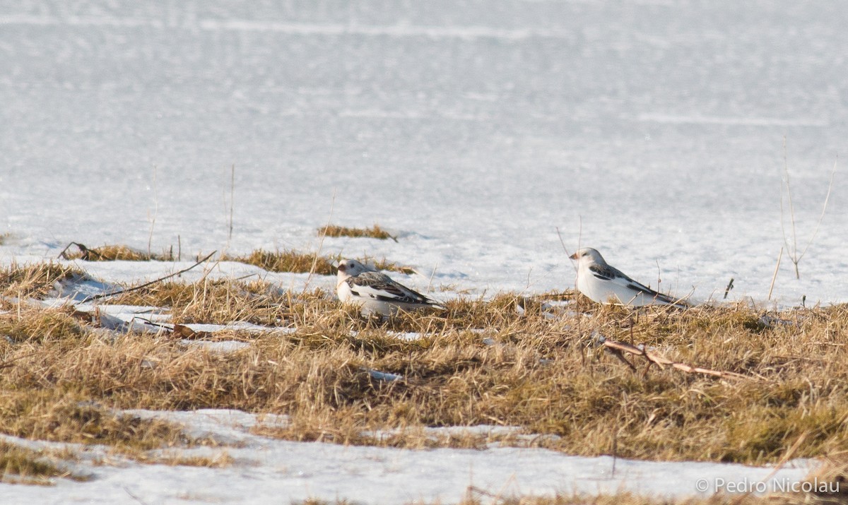 Snow Bunting - Pedro Nicolau