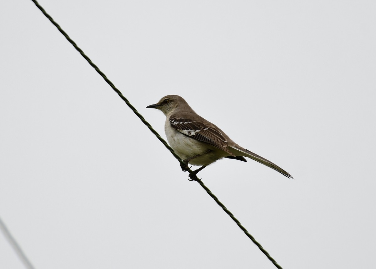 Northern Mockingbird - ML149327311