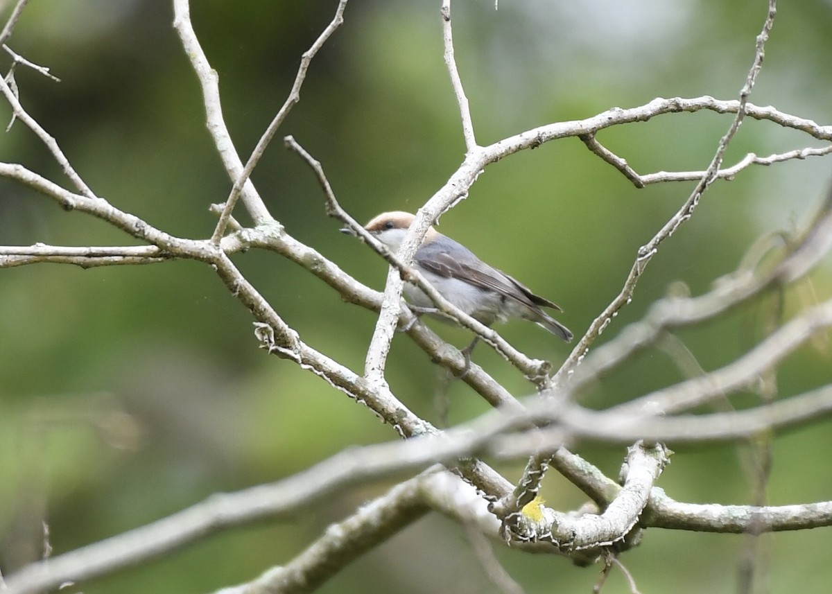 Brown-headed Nuthatch - ML149327361