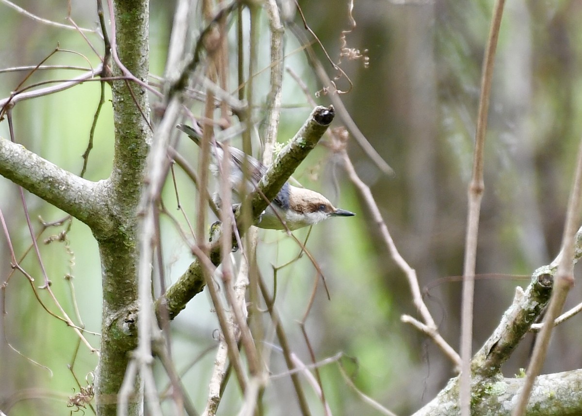 Brown-headed Nuthatch - ML149327371