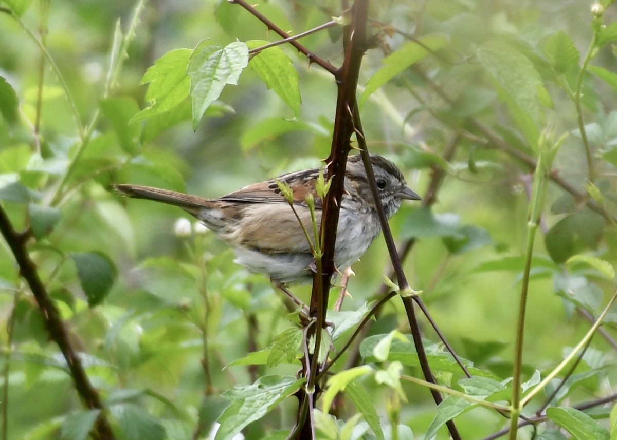 Swamp Sparrow - ML149327951