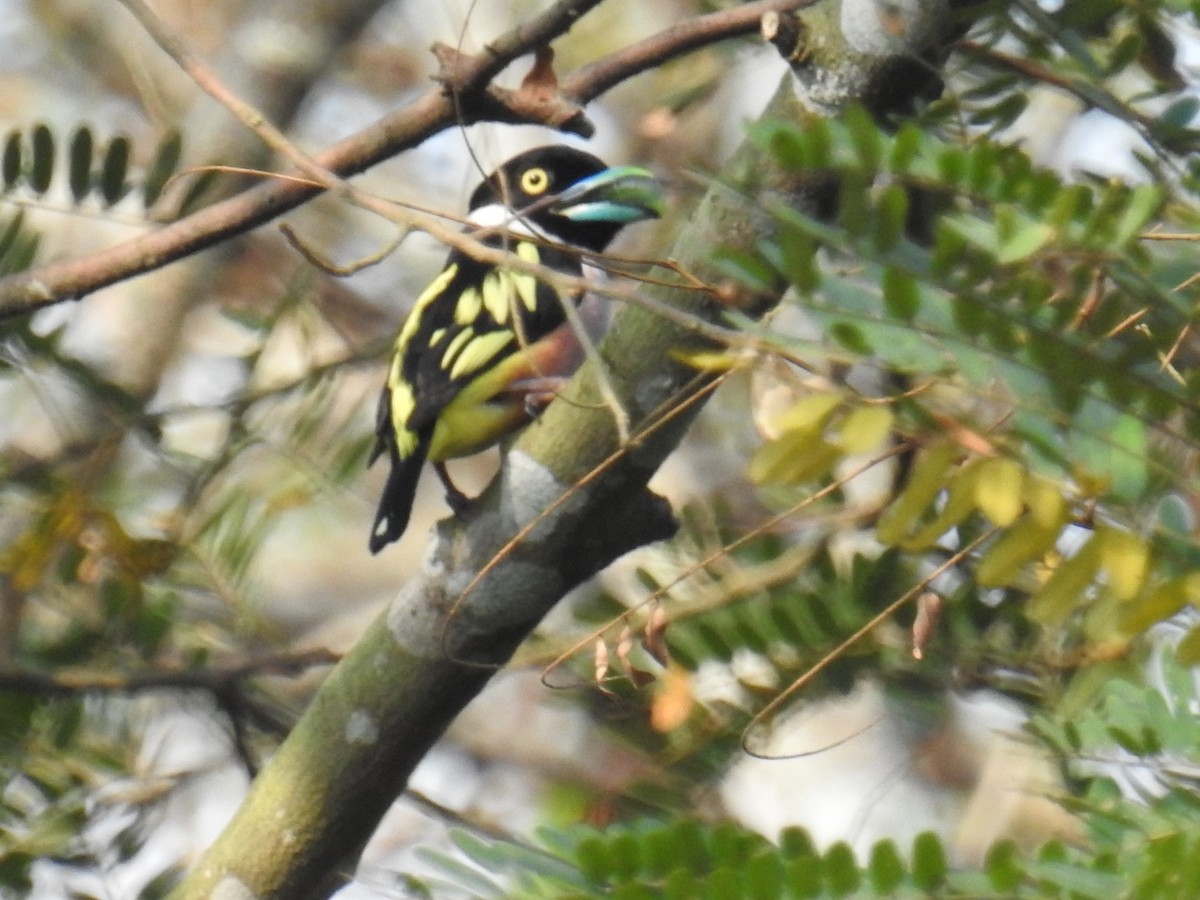 Black-and-yellow Broadbill - ML149327971