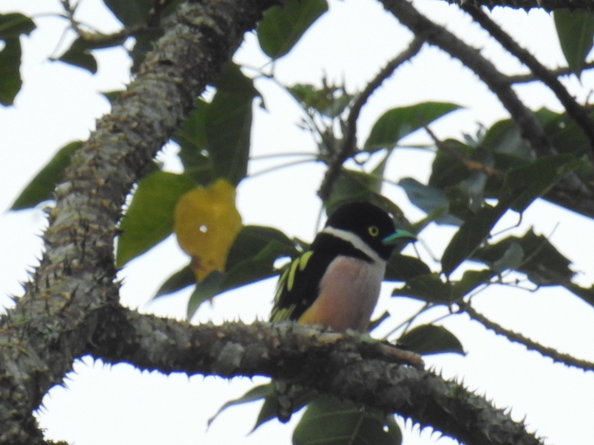 Black-and-yellow Broadbill - ML149328021