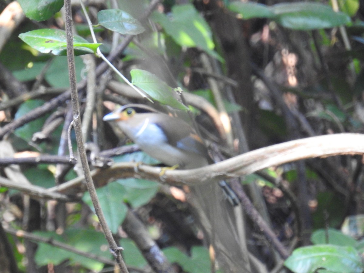 Silver-breasted Broadbill - ML149328081