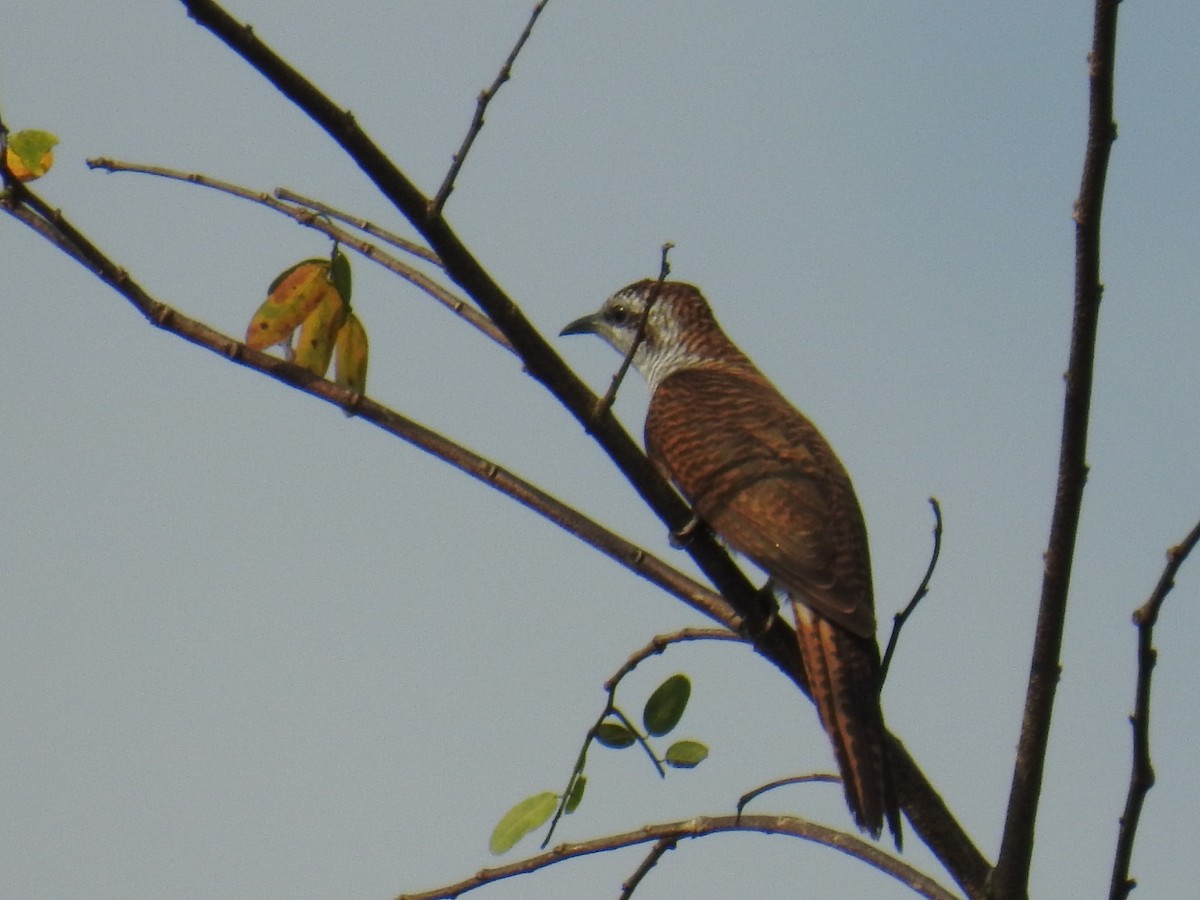 Banded Bay Cuckoo - ML149328131