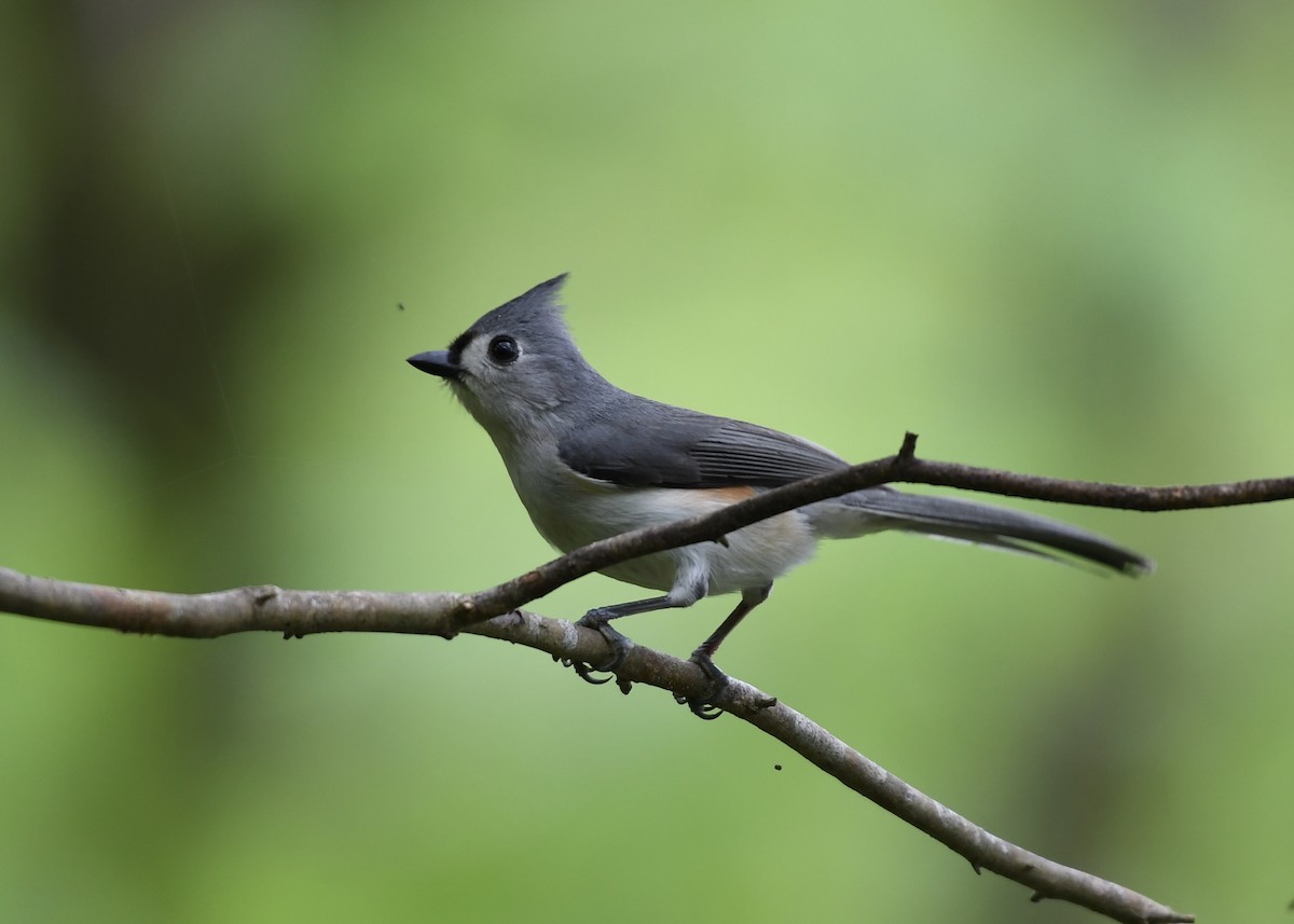 Tufted Titmouse - ML149328151