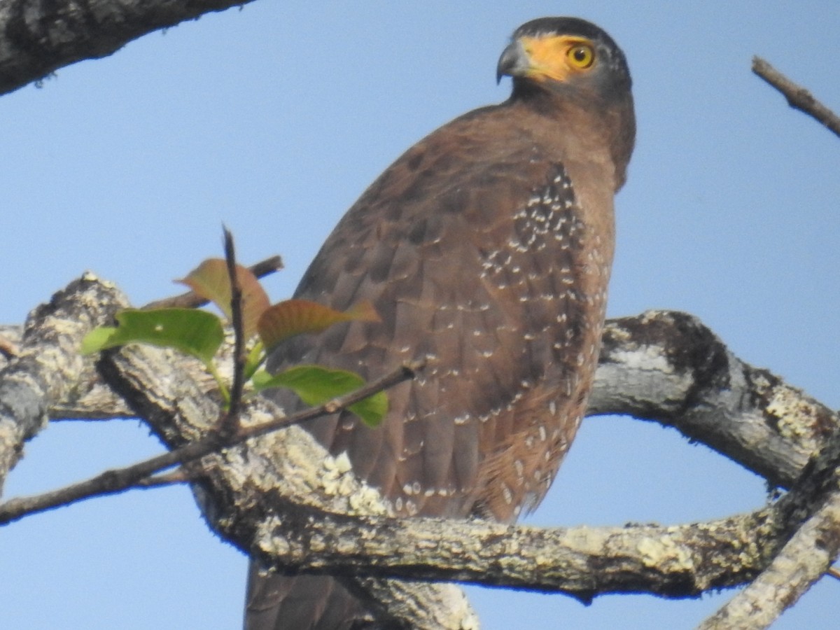 Crested Serpent-Eagle - ML149328391