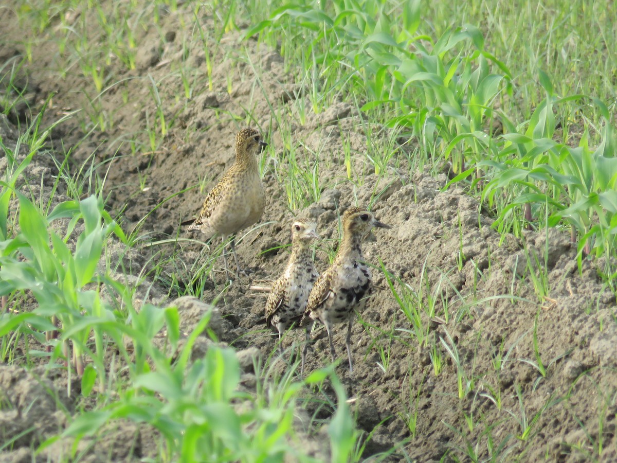 Pacific Golden-Plover - ML149328431