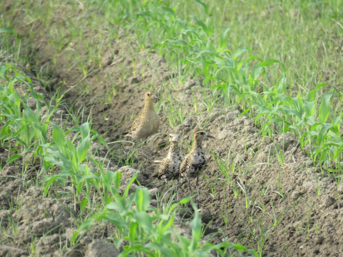 Pacific Golden-Plover - 俞君 周