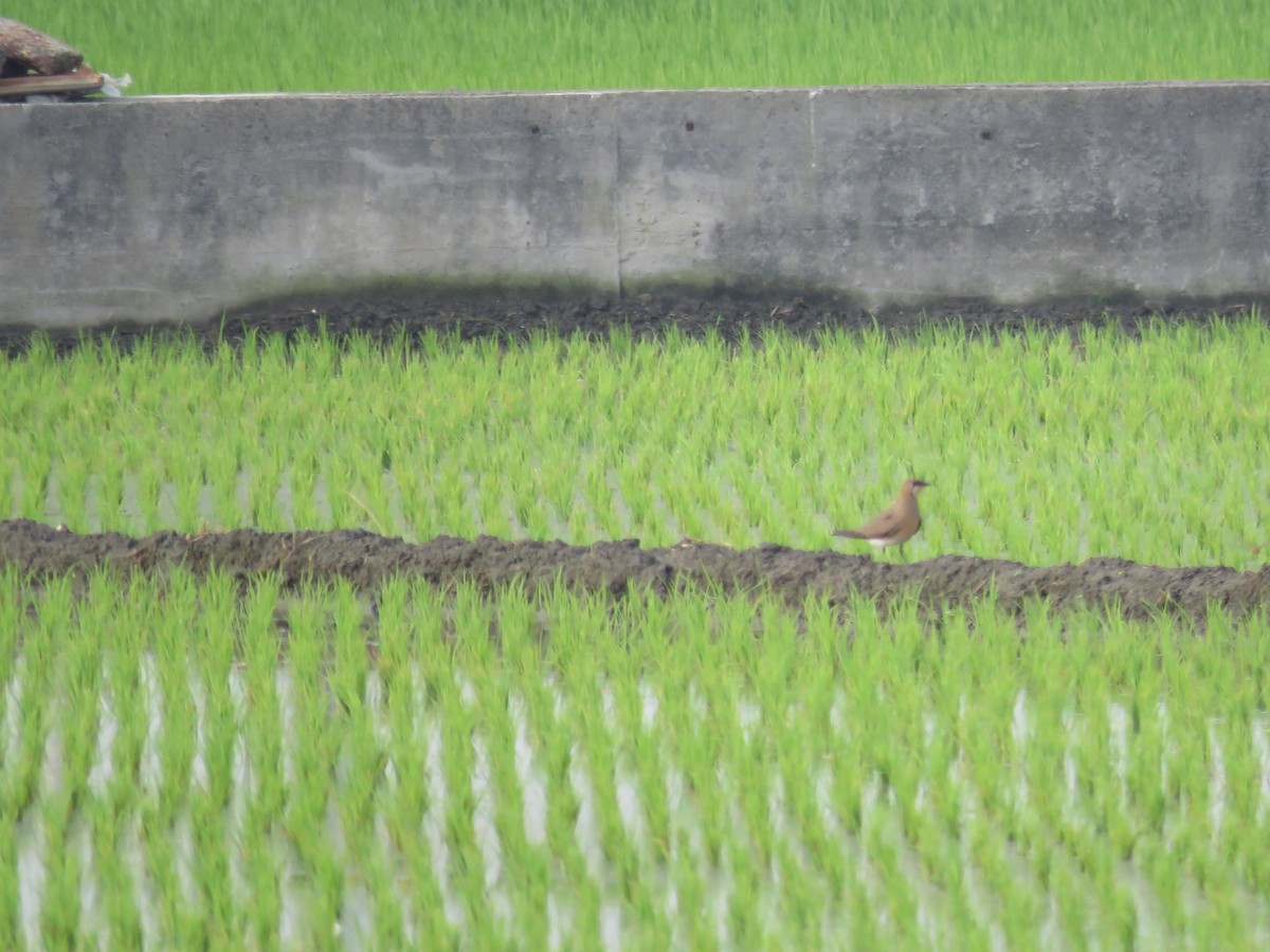 Oriental Pratincole - ML149328851