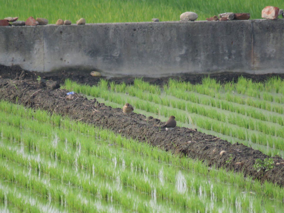 Oriental Pratincole - ML149328871