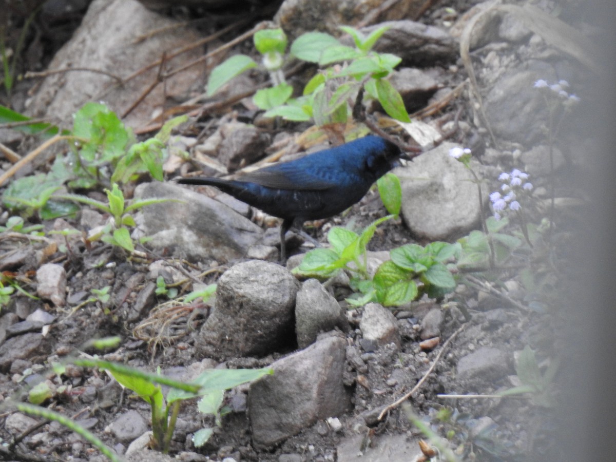 Blue-black Grassquit - ML149328891