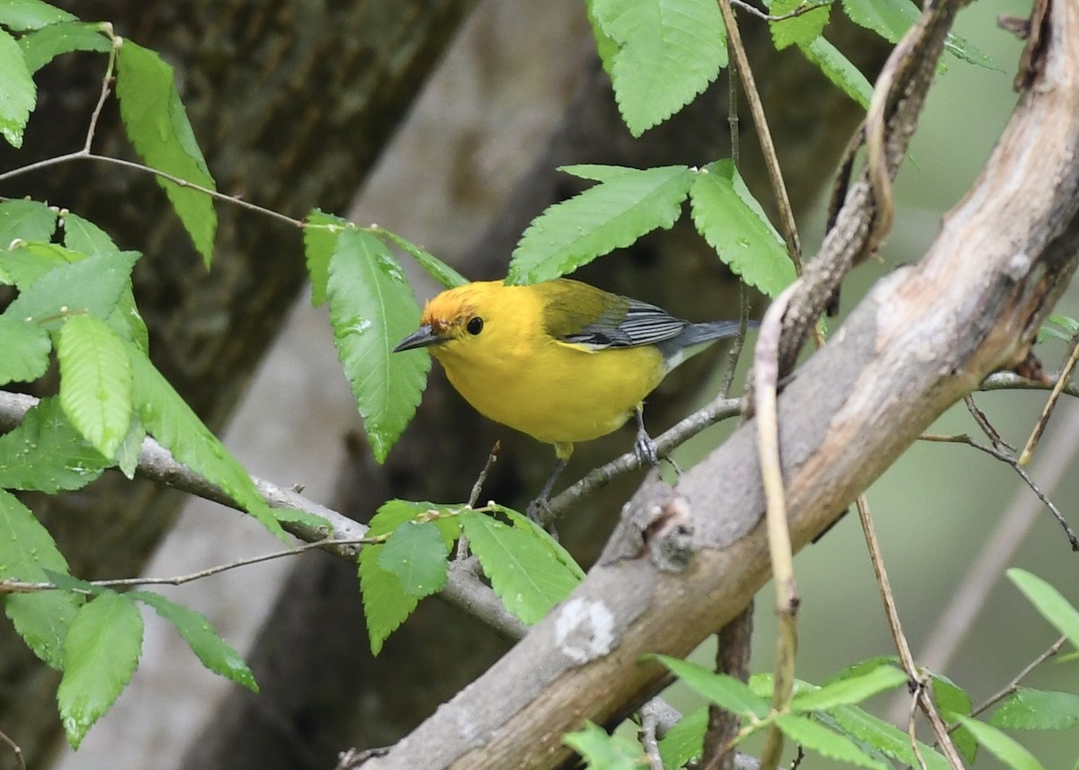 Prothonotary Warbler - ML149328911