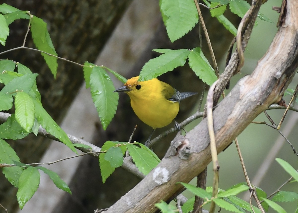 Prothonotary Warbler - Joe Wujcik