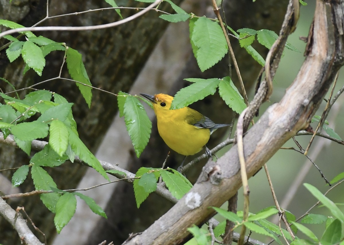 Prothonotary Warbler - ML149328941