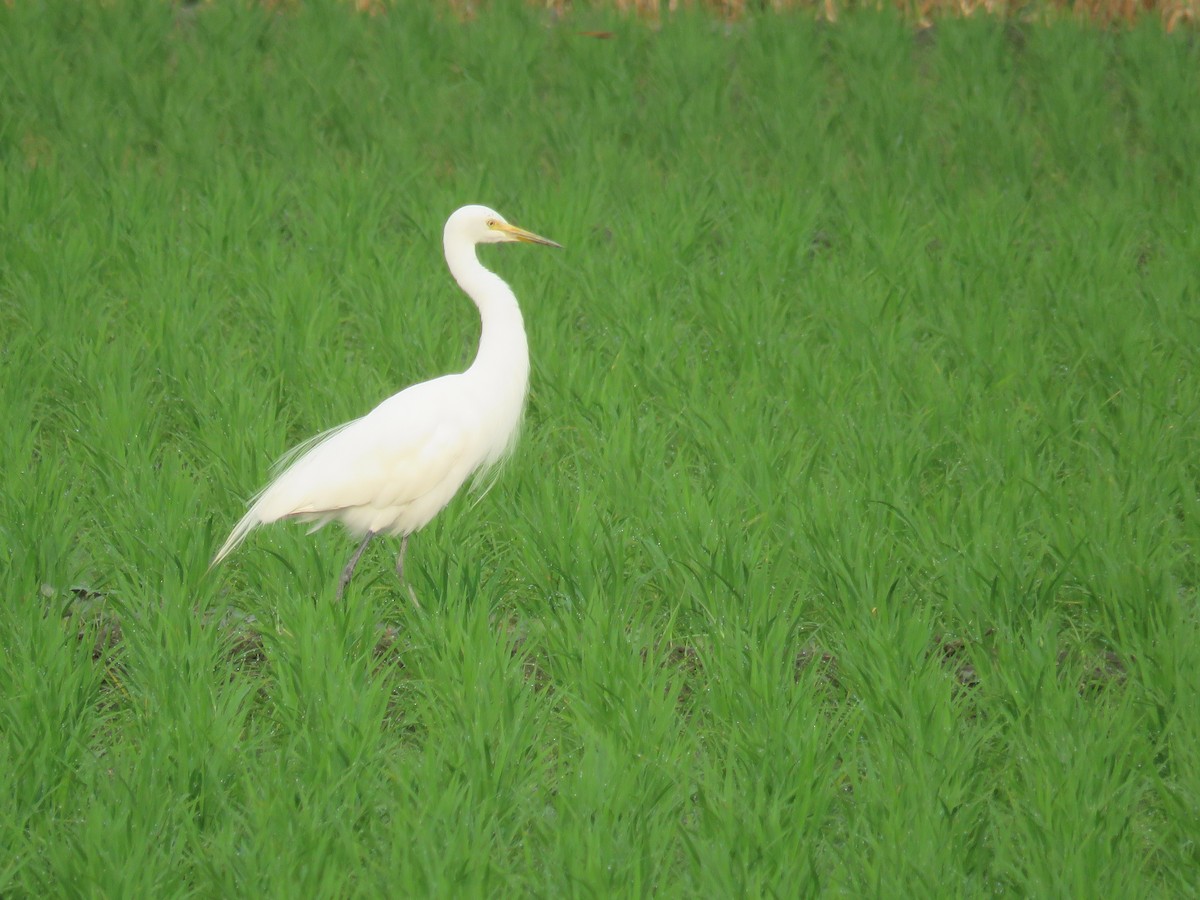 Eastern Cattle Egret - ML149329021