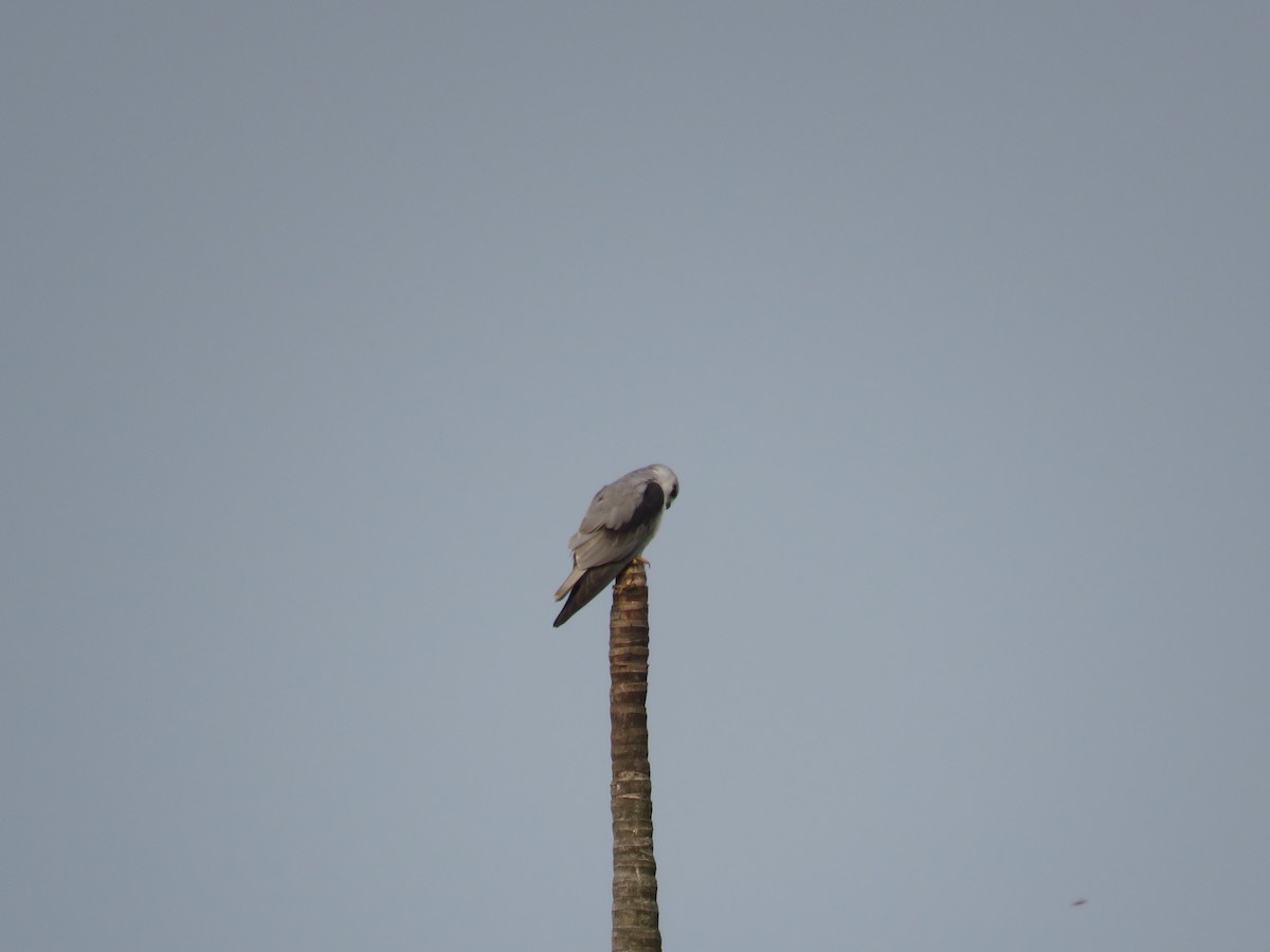 Black-winged Kite - ML149329101