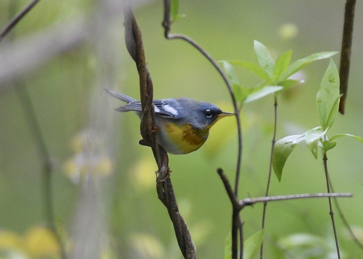 Northern Parula - ML149329451